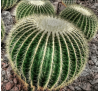 Ехінокактус Грузона (4 шт.) / Echinocactus grusonii